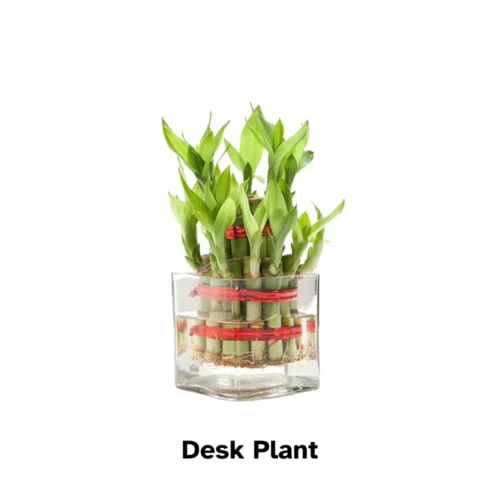 Desk Oxygen Plant Merch Story