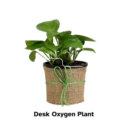 Desk Oxygen Plant